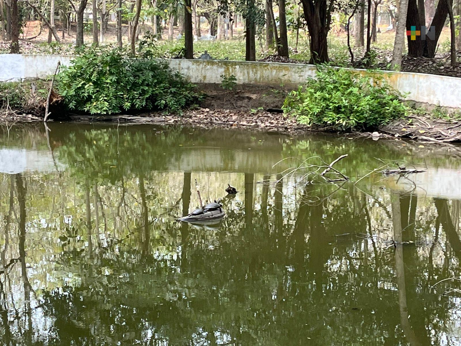 Calor extremo está secando lago en parque de Martínez de la Torre