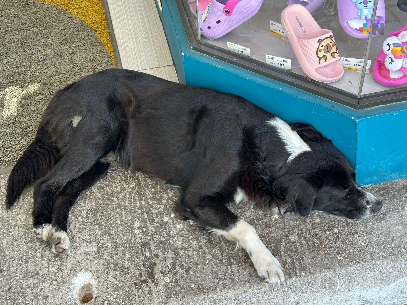Ante altas temperaturas evitar pasear a mascotas y mantenerlos hidratados