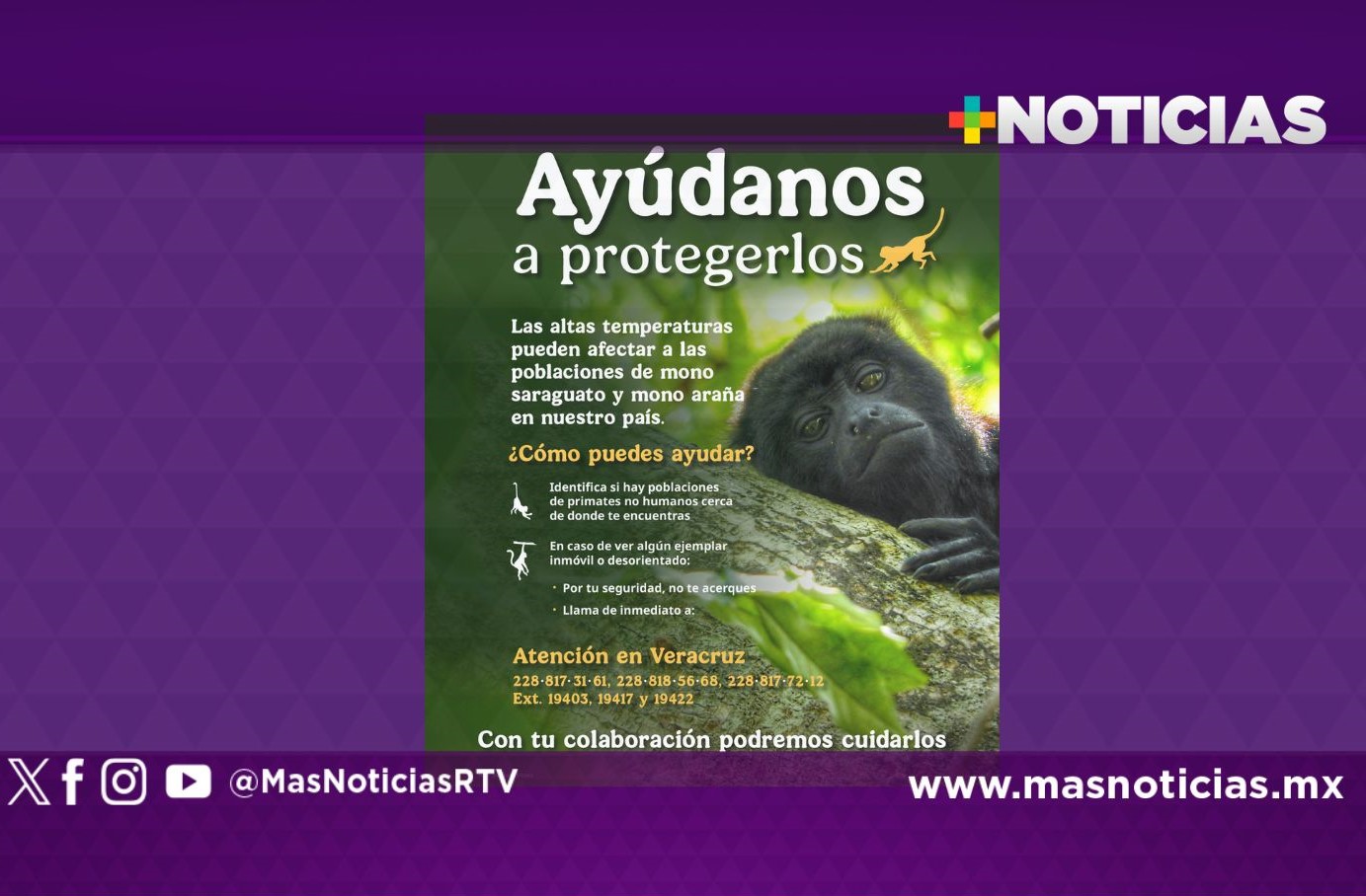 ¡Ayúdanos a proteger a los primates de México!