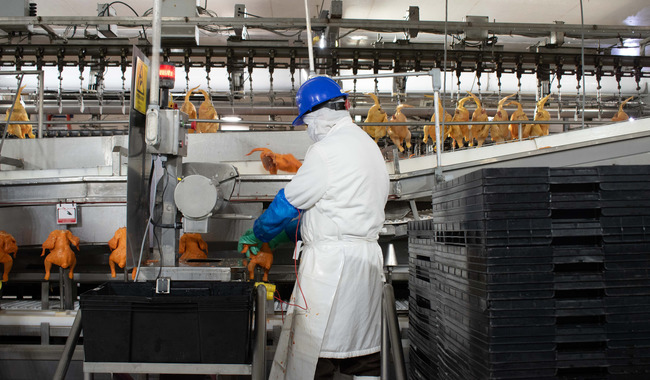 Reactiva México importación de productos avícolas de Brasil