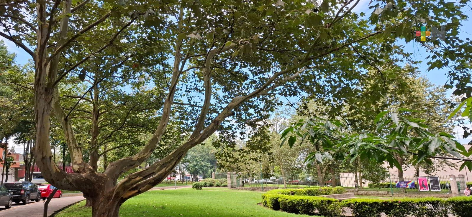 Los árboles son referentes en la ciudad de Xalapa; se les rinde homenaje en su día