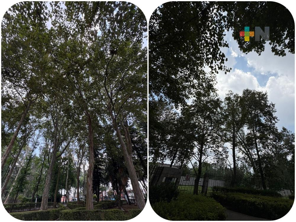 Xalapa, la ciudad más arbolada del país; necesita cuidado para continuar siéndolo