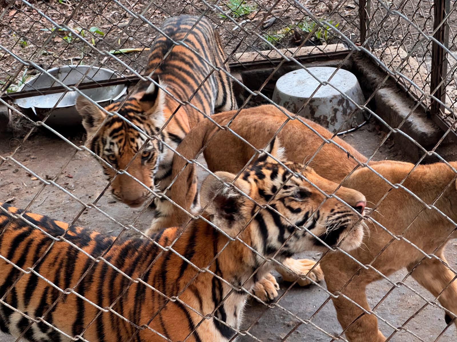 Asegura Profepa 75 animales exóticos en municipio de Tihuatlán