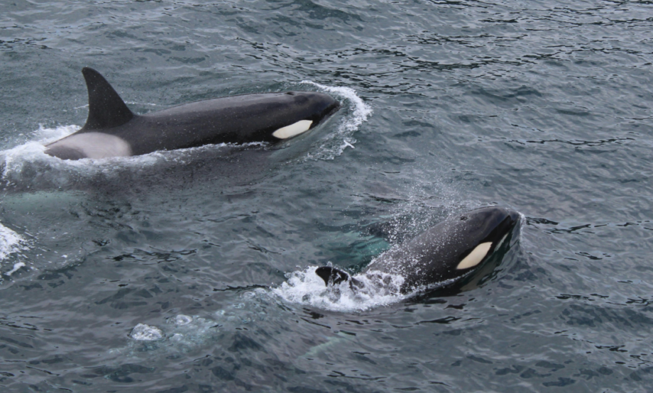 Captan a dos orcas haciendo ‘kelping’, ¿por qué tienen este comportamiento?