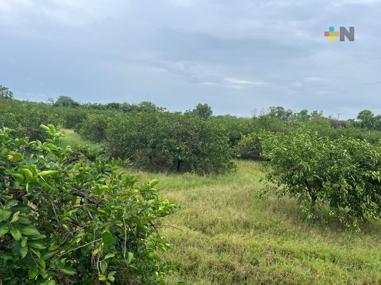 Lluvias benefician campo citrícola de Martínez de la Torre
