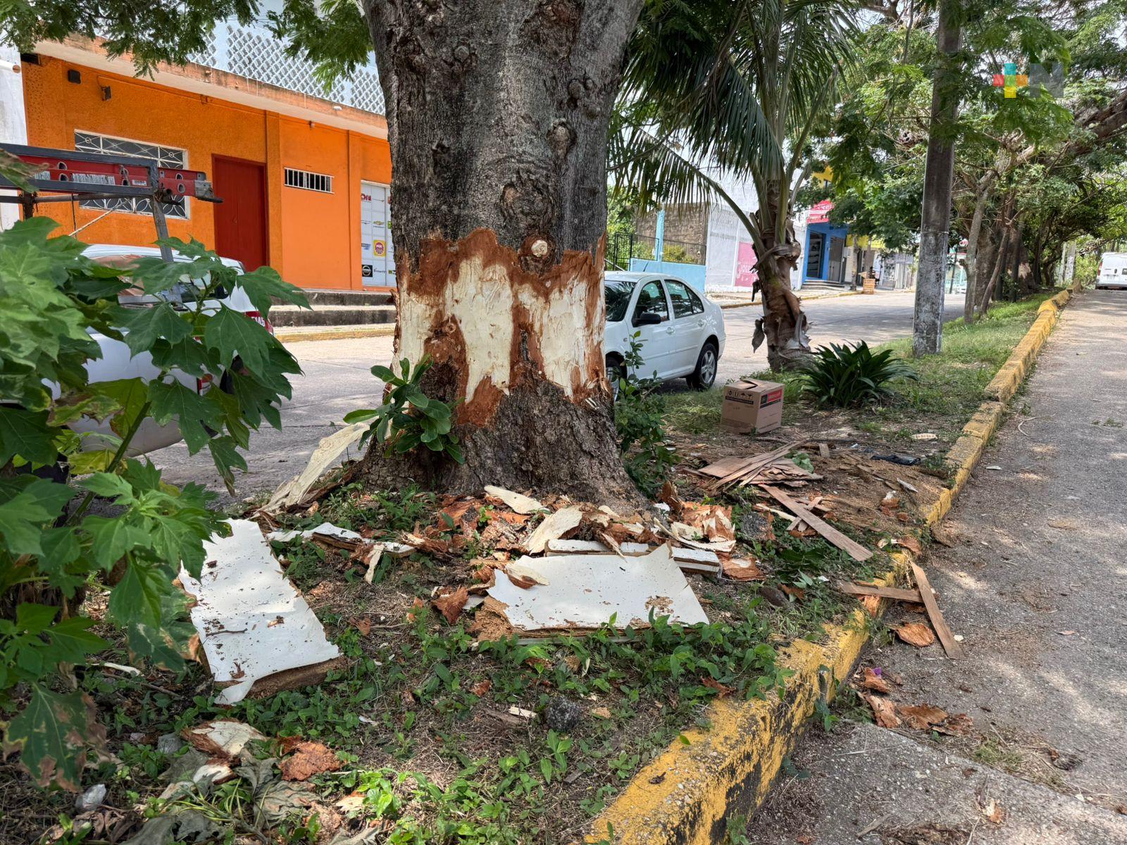 Cortan corteza de árboles en Coatzacoalcos para secarlos
