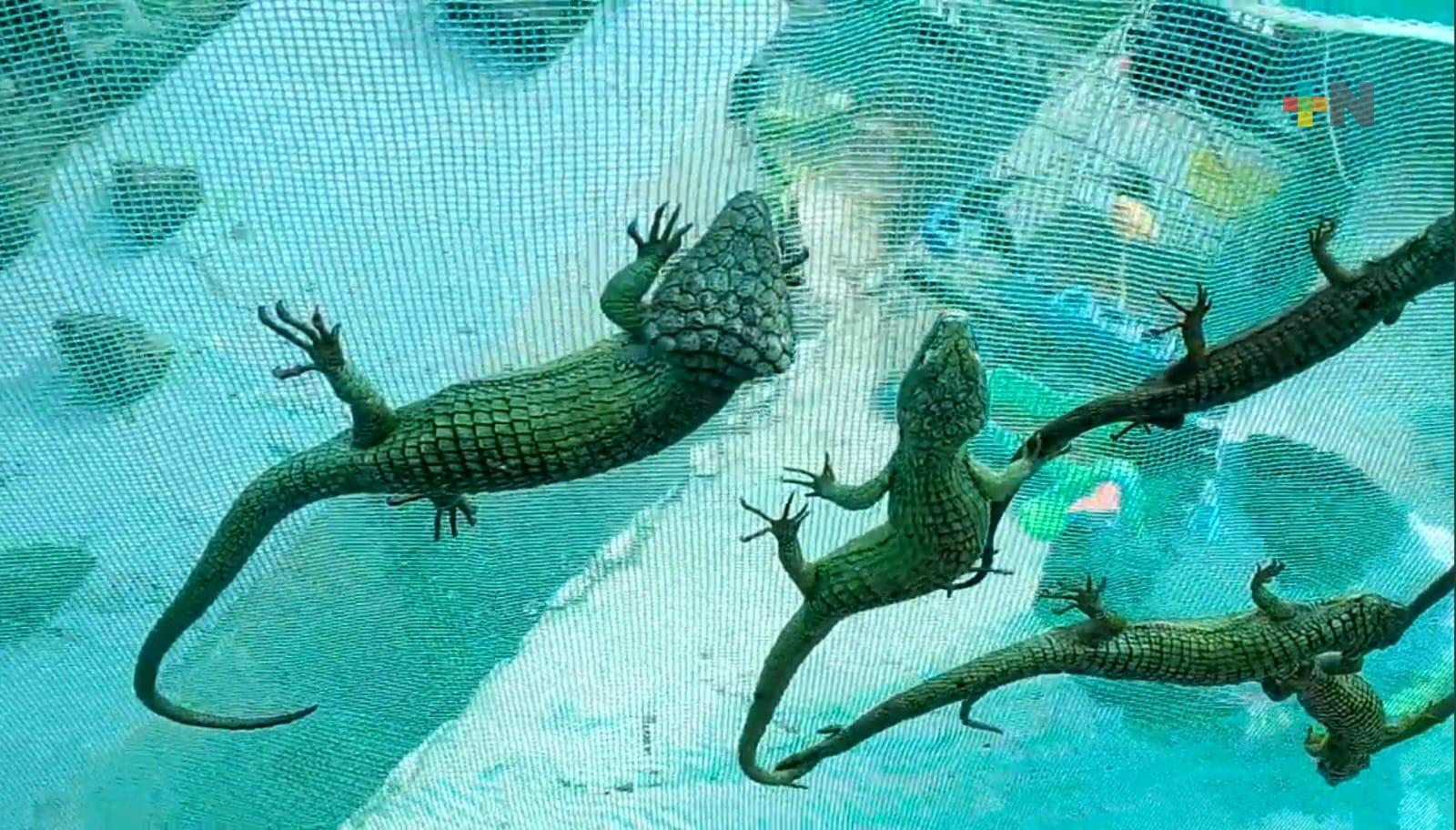 Estudiantes aplican proyecto para proteger al dragoncito verde de la extinción