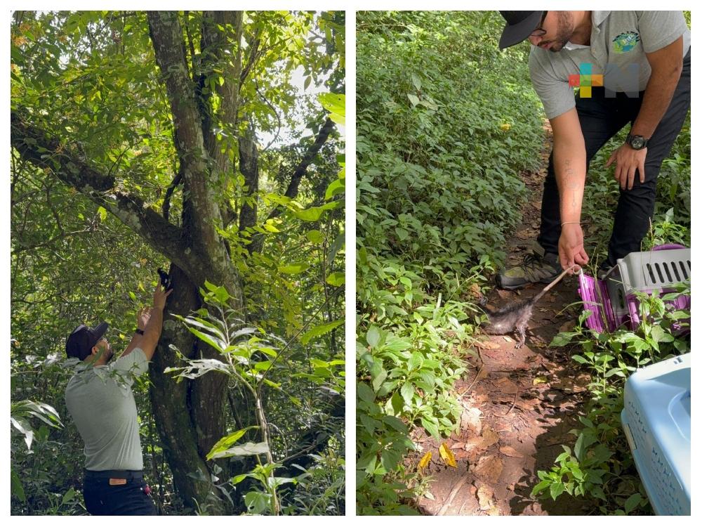 Liberan fauna silvestre en cerro de la Galaxia