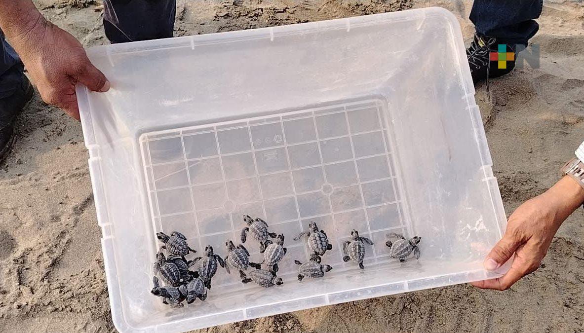 Liberan crías de tortugas en playa de Coatzacoalcos