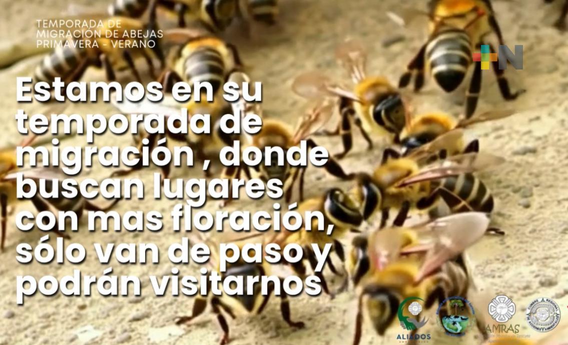 Ambientalistas piden respetar a abejas migrantes en su paso por sur de Veracruz