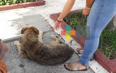 Una mascota no es un juguete sino una responsabilidad