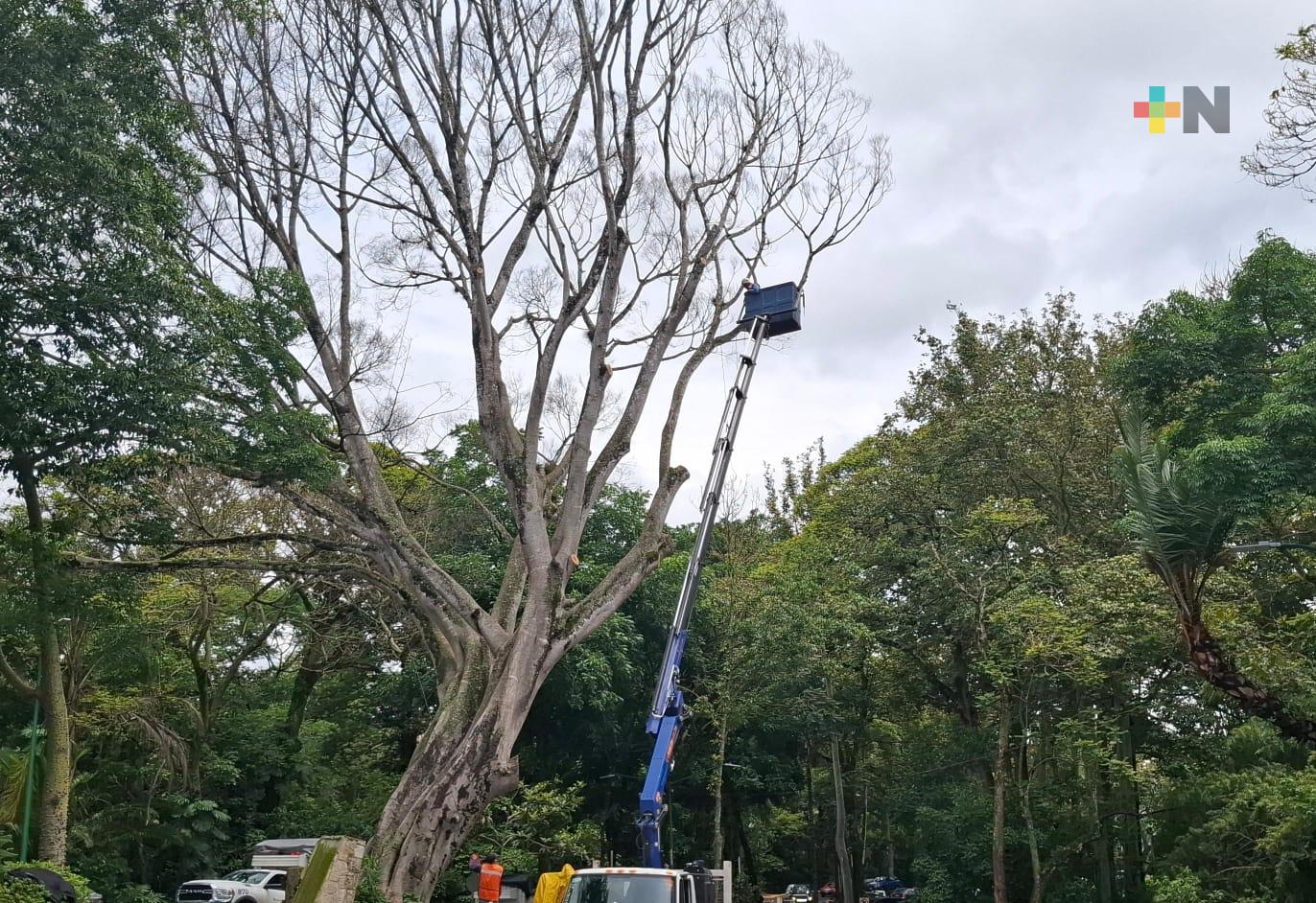 Equipos de emergencia intervienen árboles y recogen ramas caídas por lluvia en Xalapa