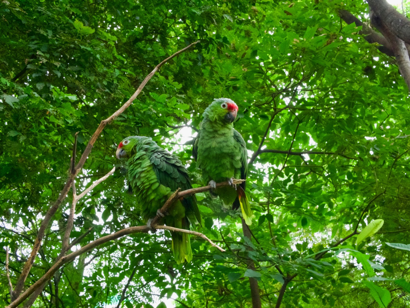 Día Internacional de la Preservación de los Bosques Tropicales