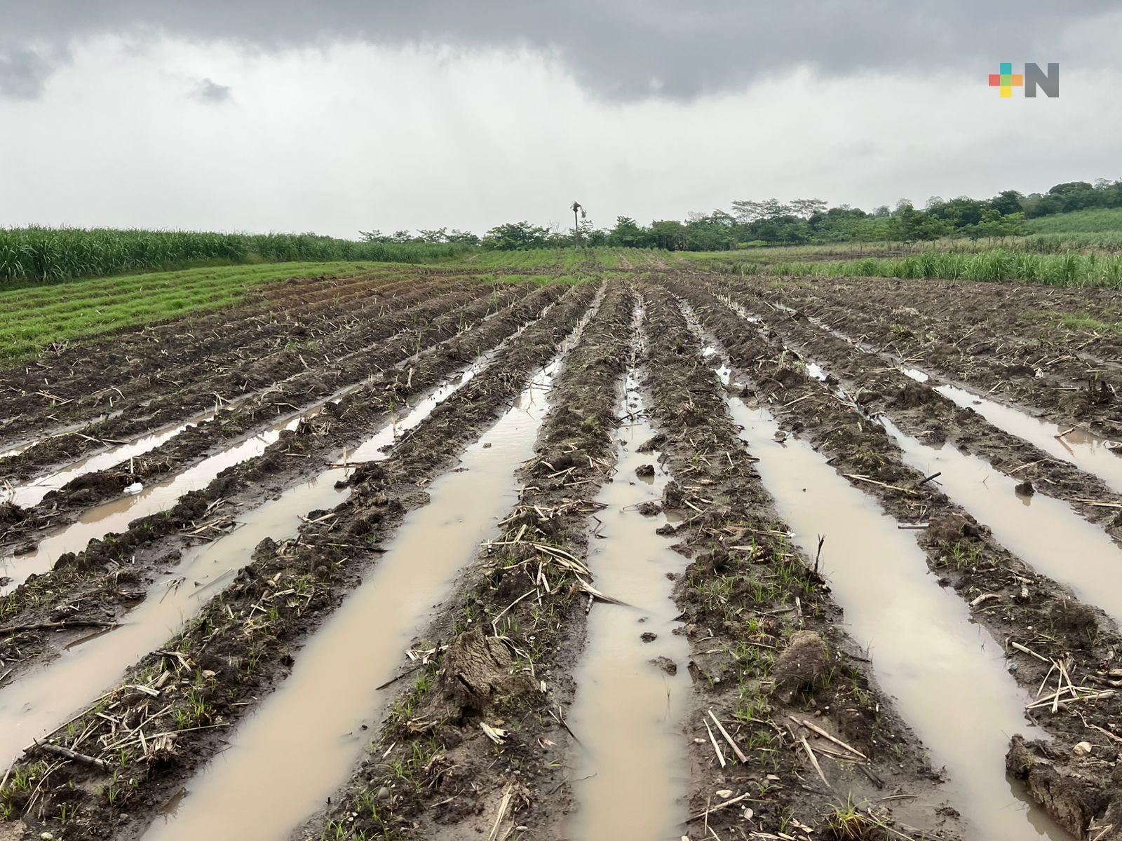 Exceso de lluvias preocupa al sector cañero de la cuenca del Papaloapan