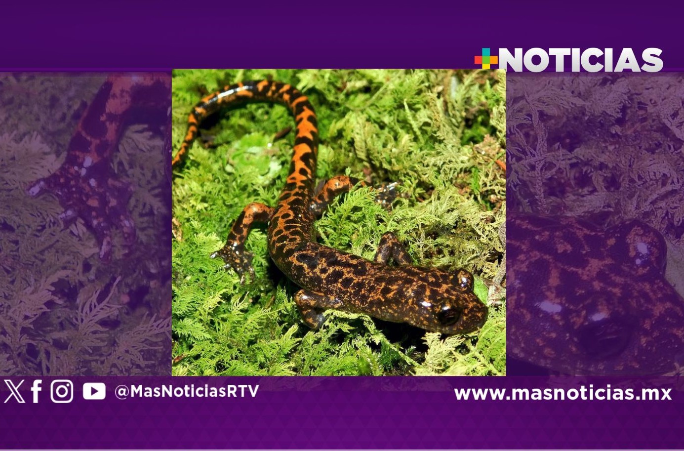 En sierra de Zongolica se documentan nuevas especies como el tlaconete jaguar