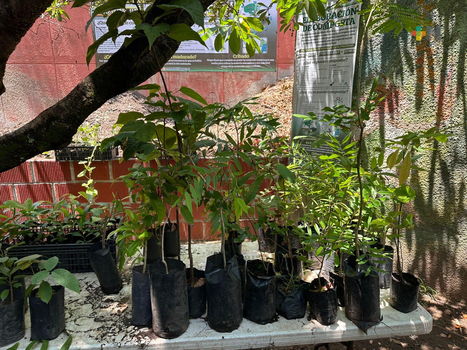 Promueven adopción responsable de árboles en Coatzacoalcos