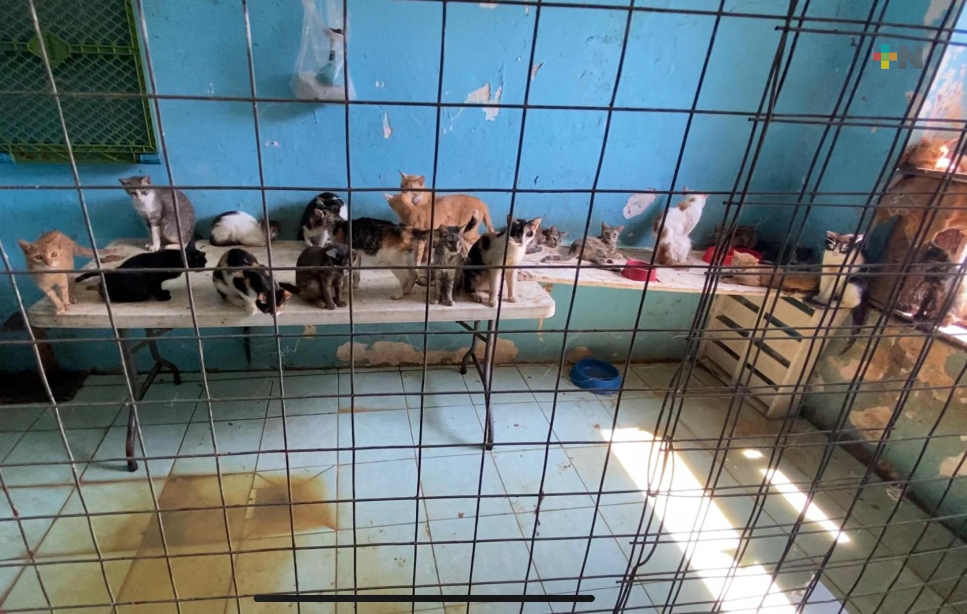 Día Mundial de Abrazar a tu Gato busca hacer conciencia sobre su abandono