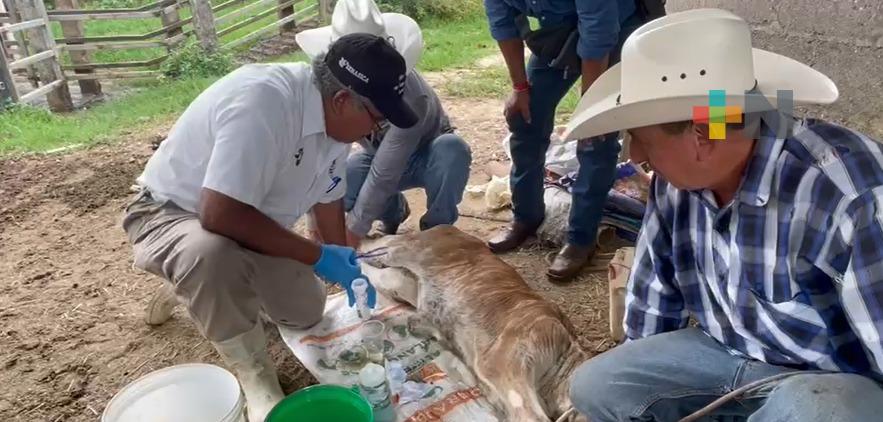 Autoridades sanitarias toman medidas por caso de gusano barrenador detectado en Mina