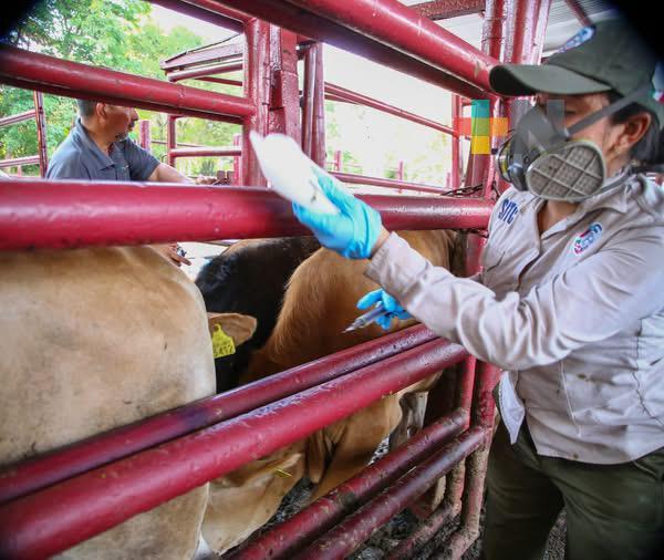 Ganaderos llaman a seguir vigilantes del gusano barrenador
