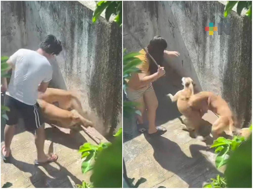 Denuncian maltrato de perros en colonia Las Gaviotas de Coatzacoalcos