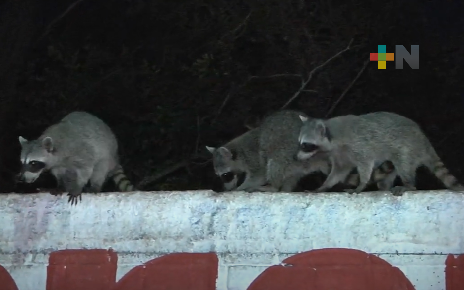 Mapaches se han adaptado a vida urbana; piden no alimentarlos