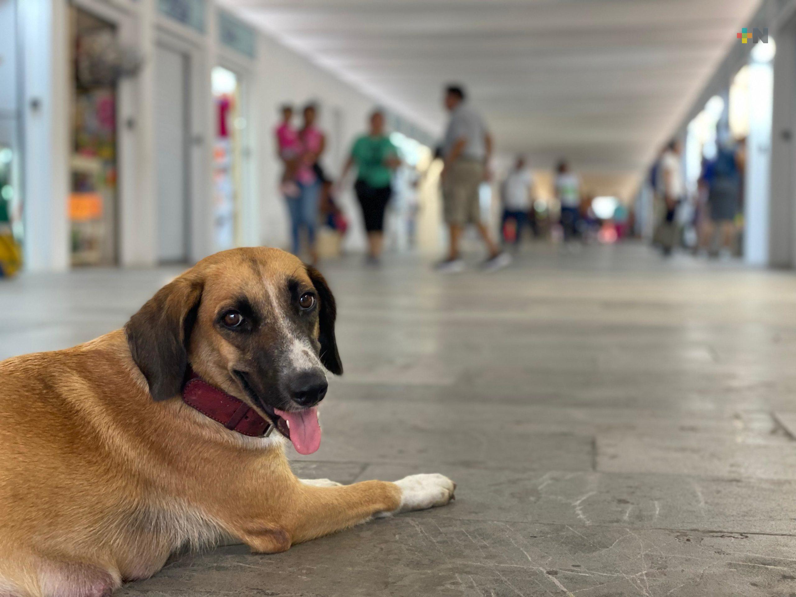 Adoptan a pareja de perros y crías en mercado de artesanías de Veracruz puerto