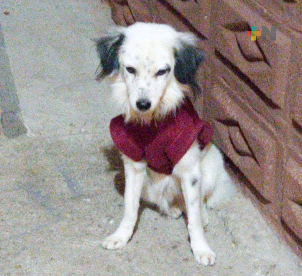 Piden justicia para «Pandita», perro baleado en Minatitlán