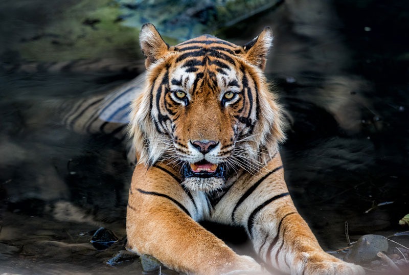 Día Internacional del Tigre