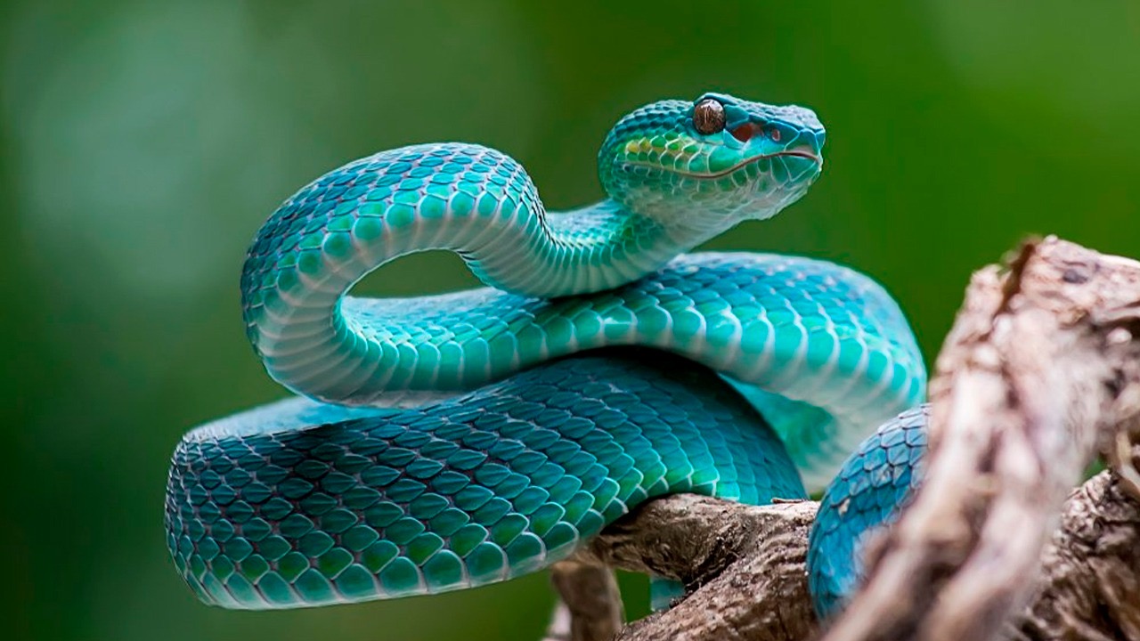 Día Mundial de la Serpiente