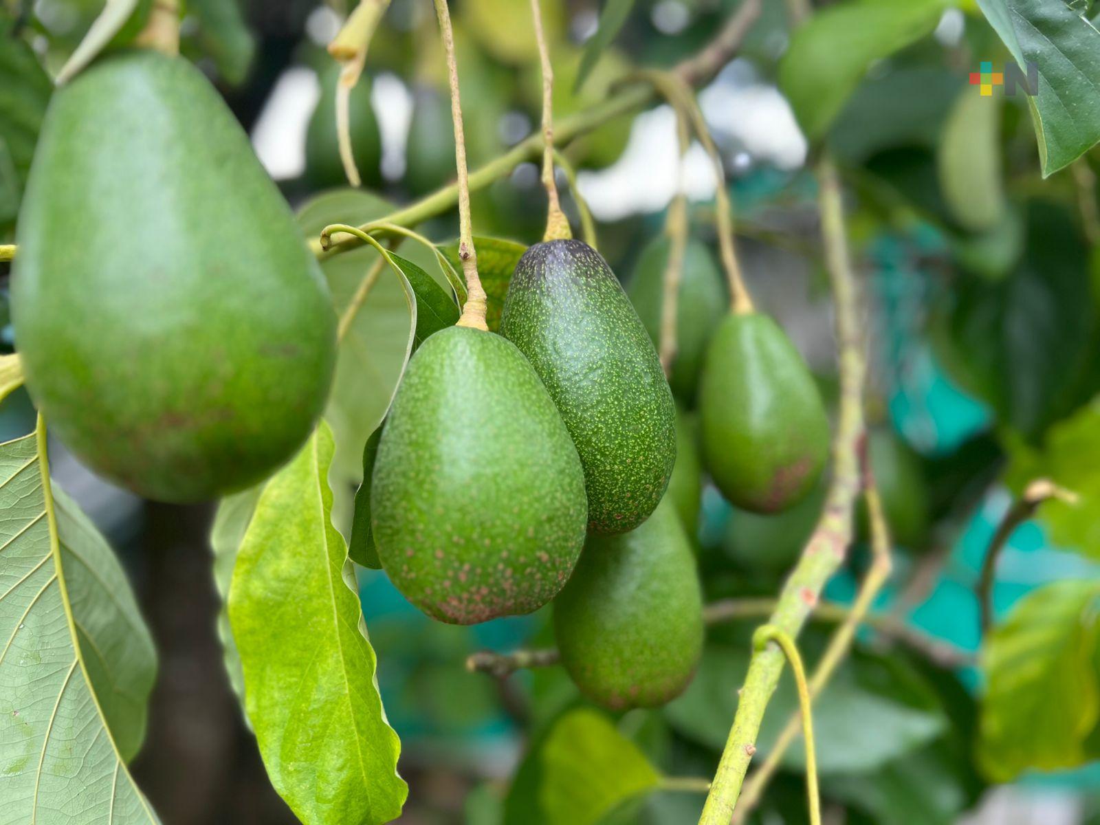 Aguacate criollo gana terreno en cuenca de Papaloapan e impulsa la economía familiar