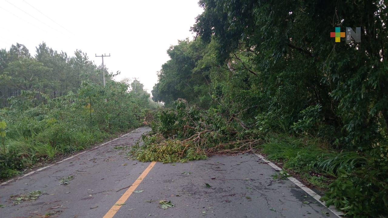 Tormenta eléctrica en zona rural de Las Choapas provoca caída de árboles