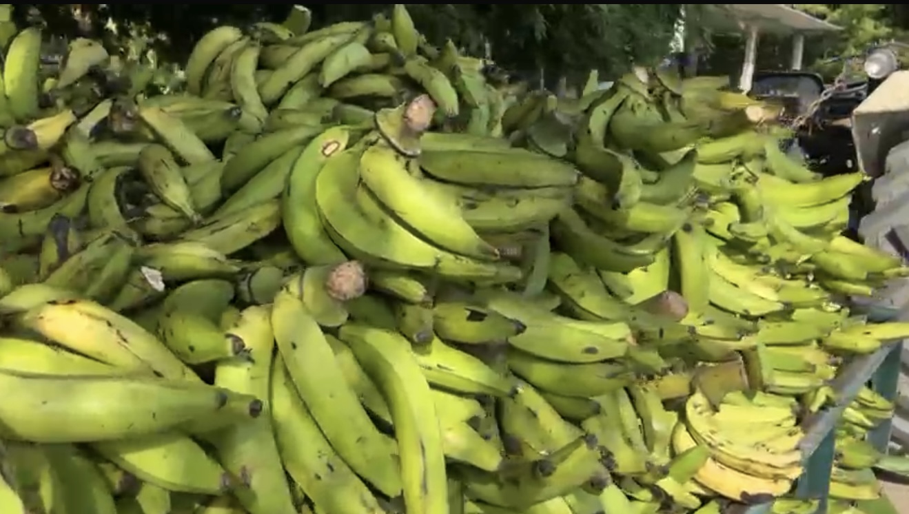 Las lluvias benefician cultivos de plátano en la Cuenca del Papaloapan