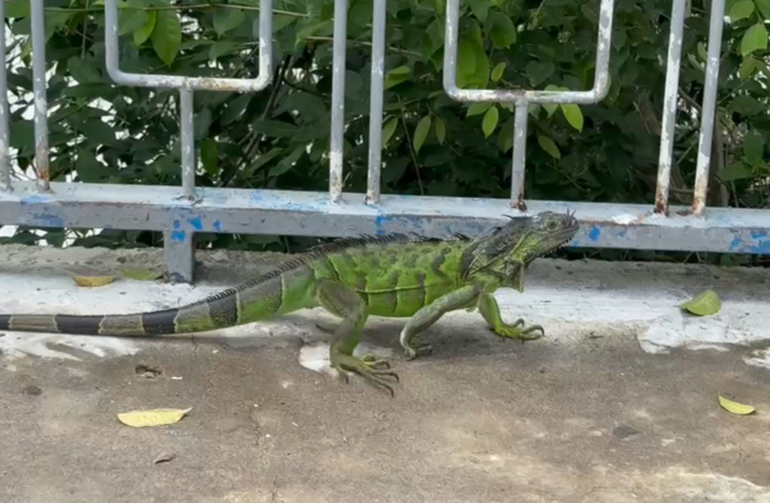 Iguanas verdes son parte del paisaje del malecón de Martínez de la Torre