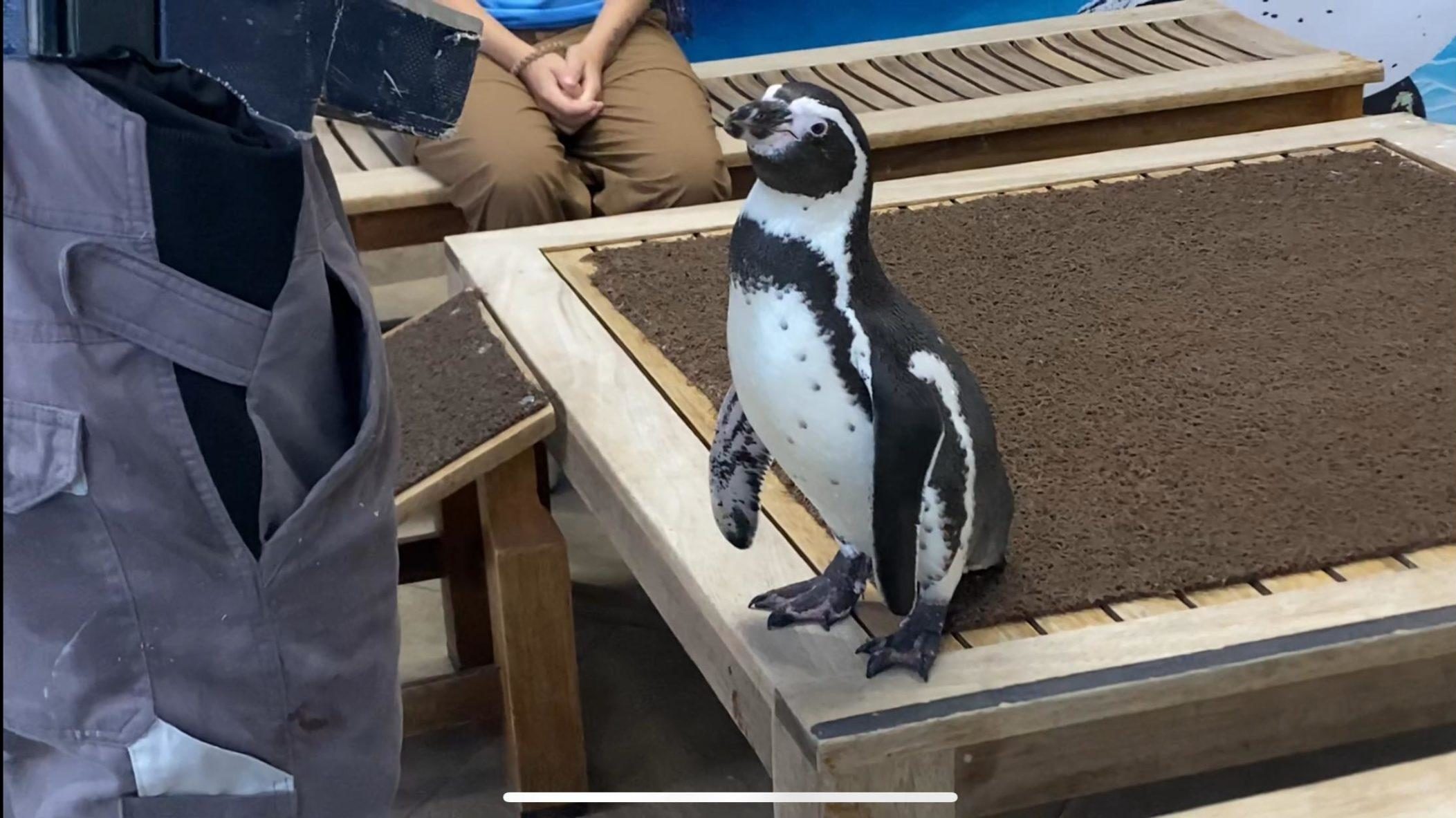 Julie, la pingüina de Humboldt más longeva del Aquarium de Veracruz