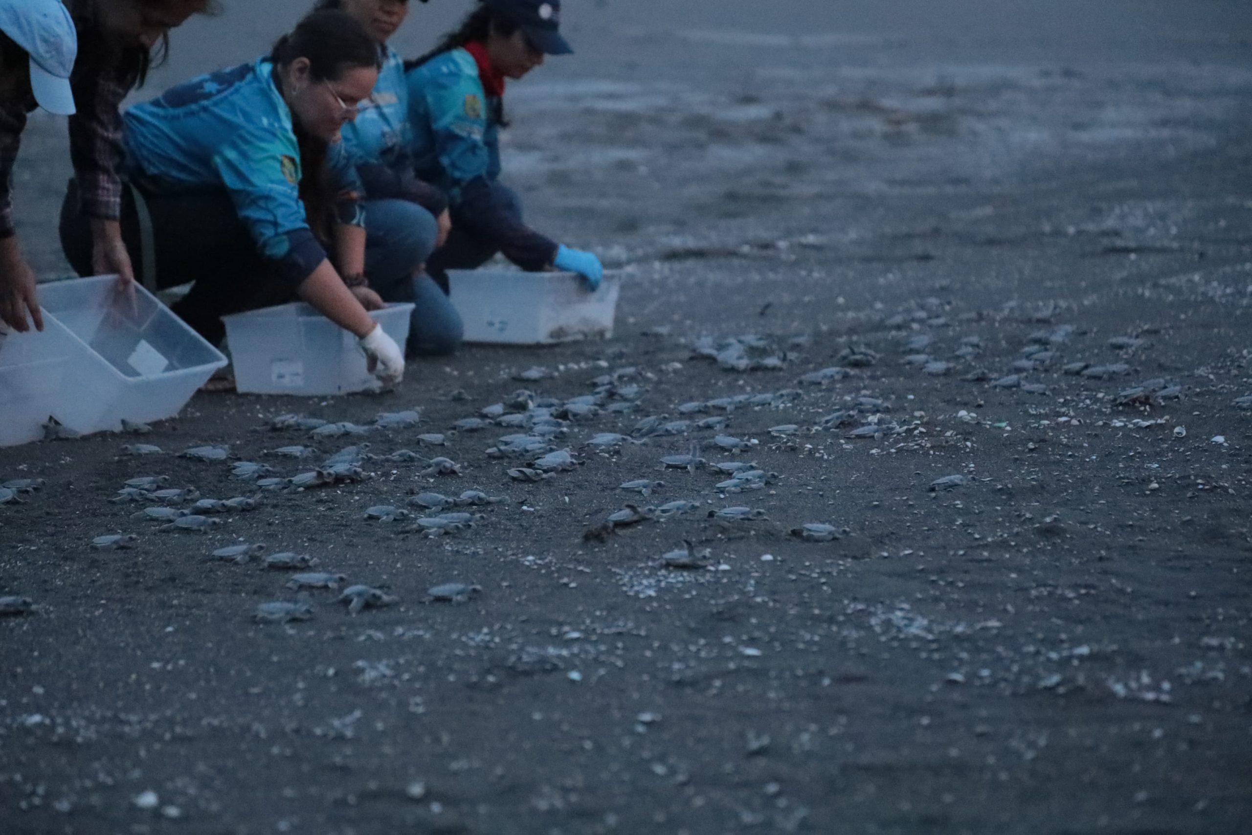 Liberan 178 crías de tortuga verde en playas de Nautla