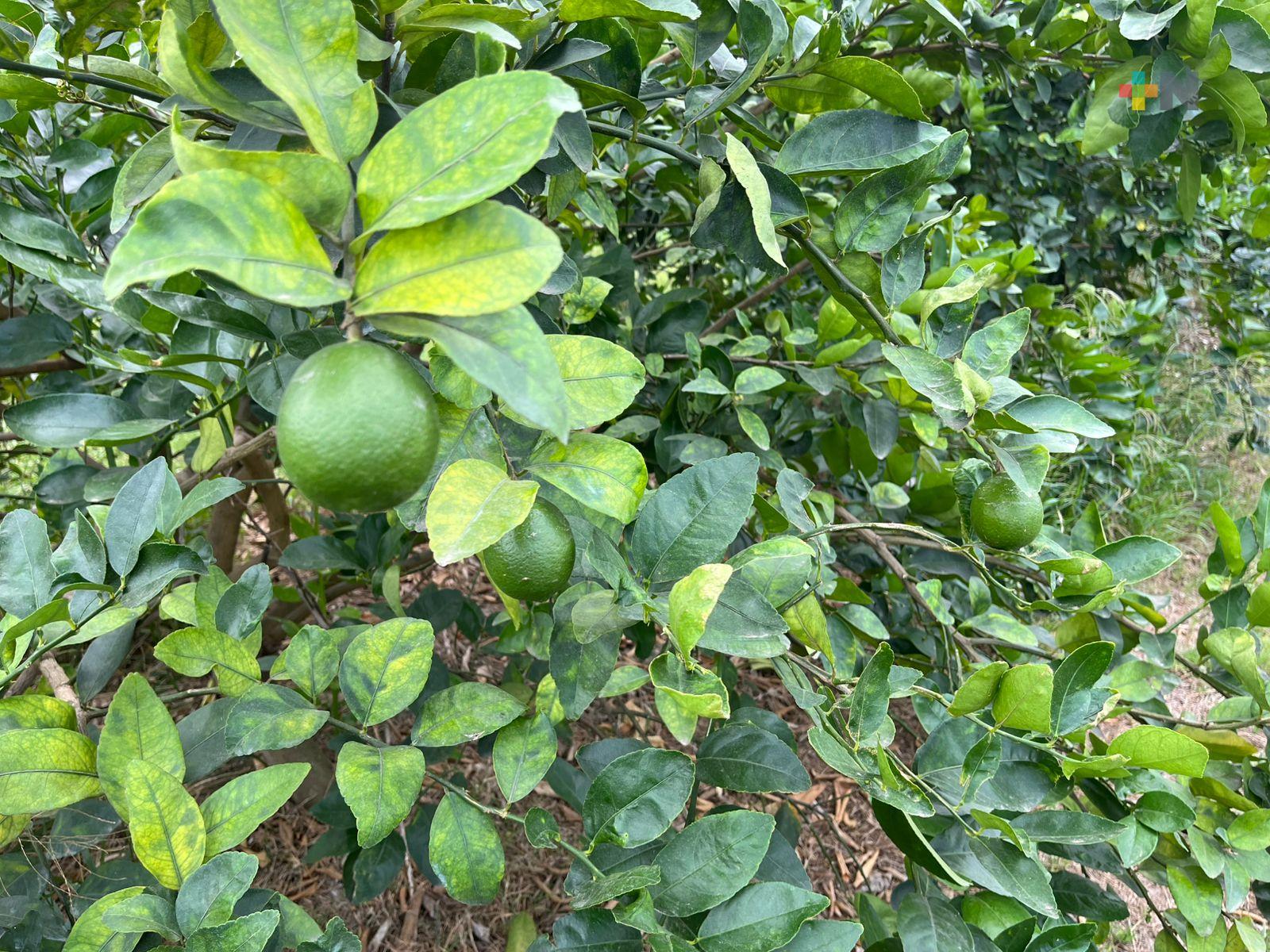 Se desplomó precio del limón persa: esta crisis es cíclica, por tanto, esperada
