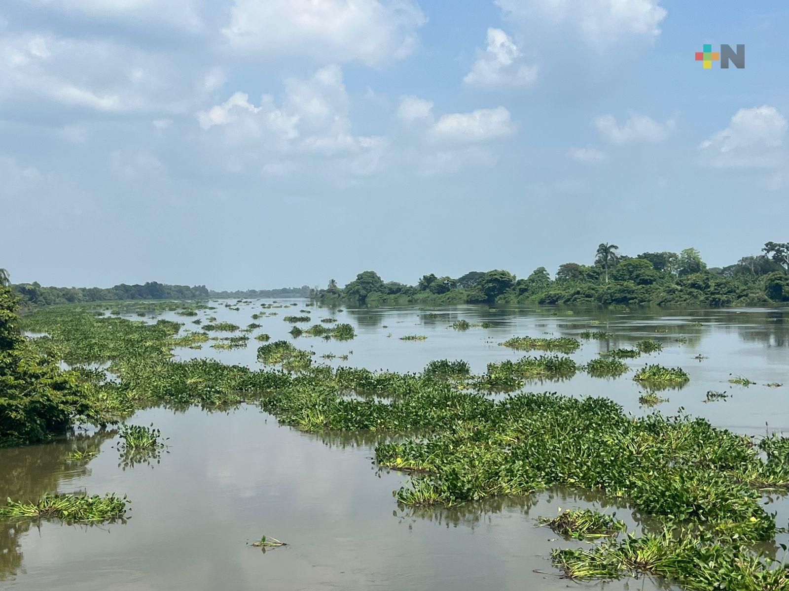 Lirio acuático invade ríos de la Cuenca del Papaloapan