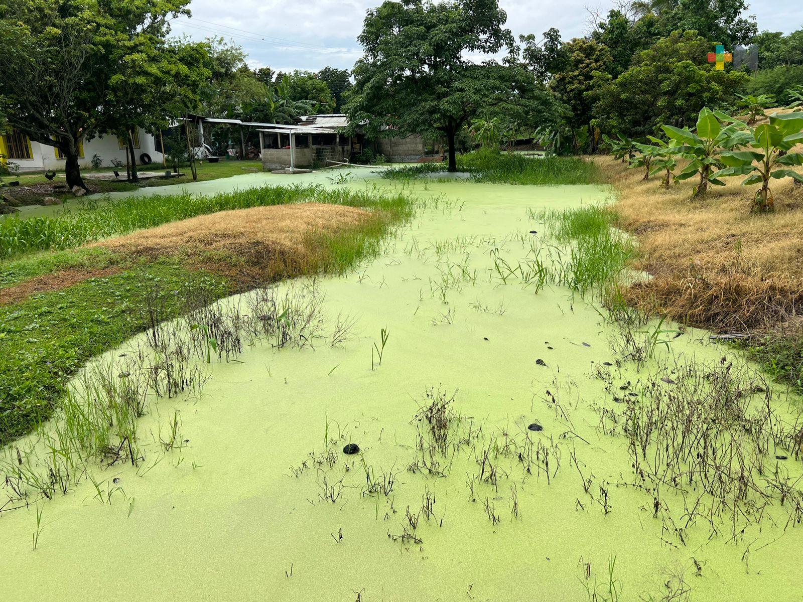 Nebulizan contra mosquitos en el municipio de Carlos A. Carrillo