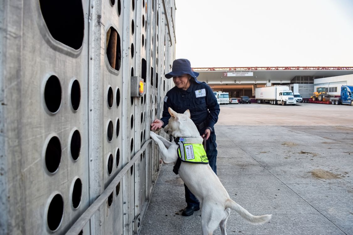 Agricultura reconoce a “inspectores de cuatro patas”, por ser excelentes guardianes zoosanitarios