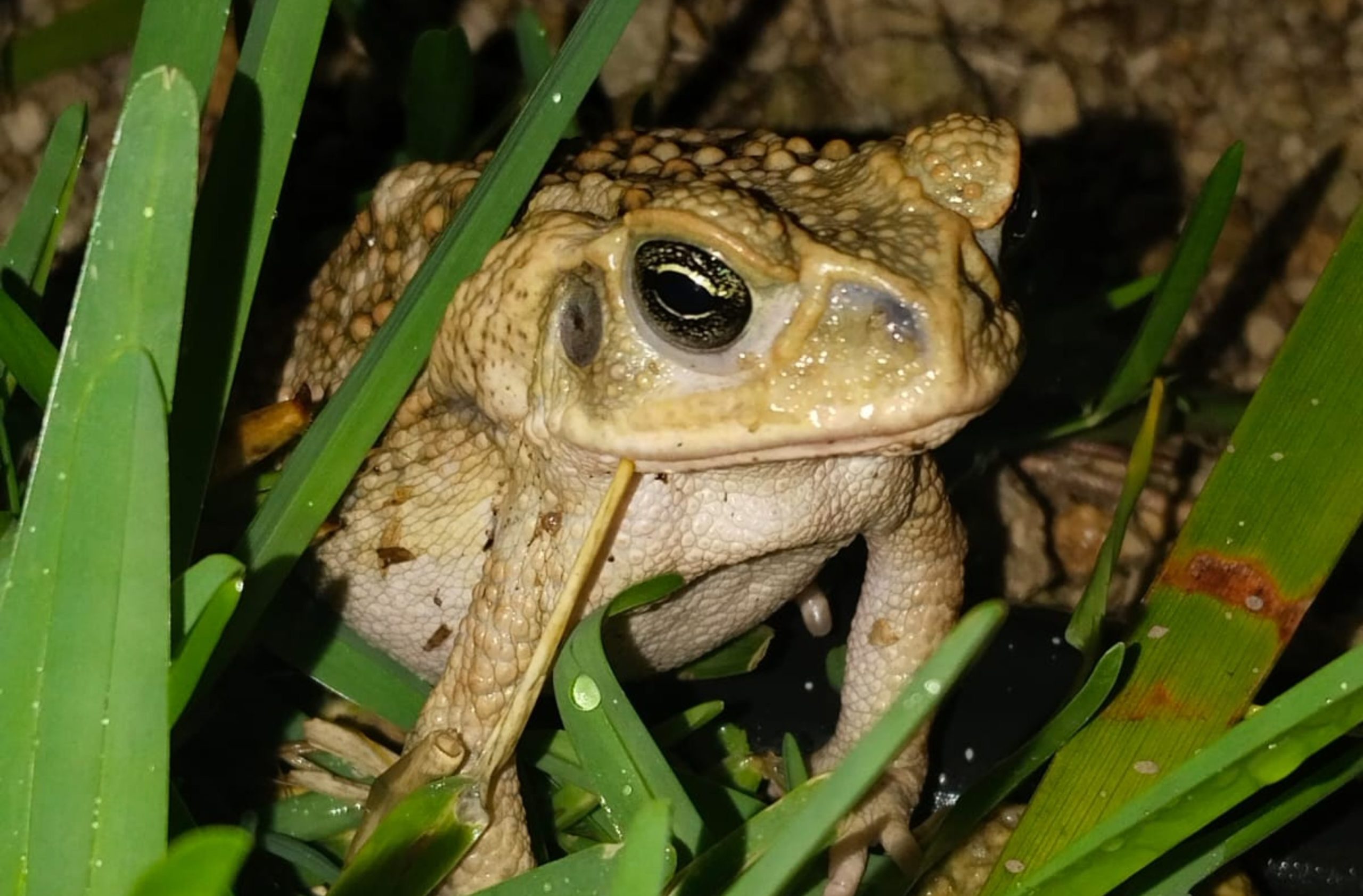 Temporada de anfibios, durante esta época son más visibles en la mancha urbana