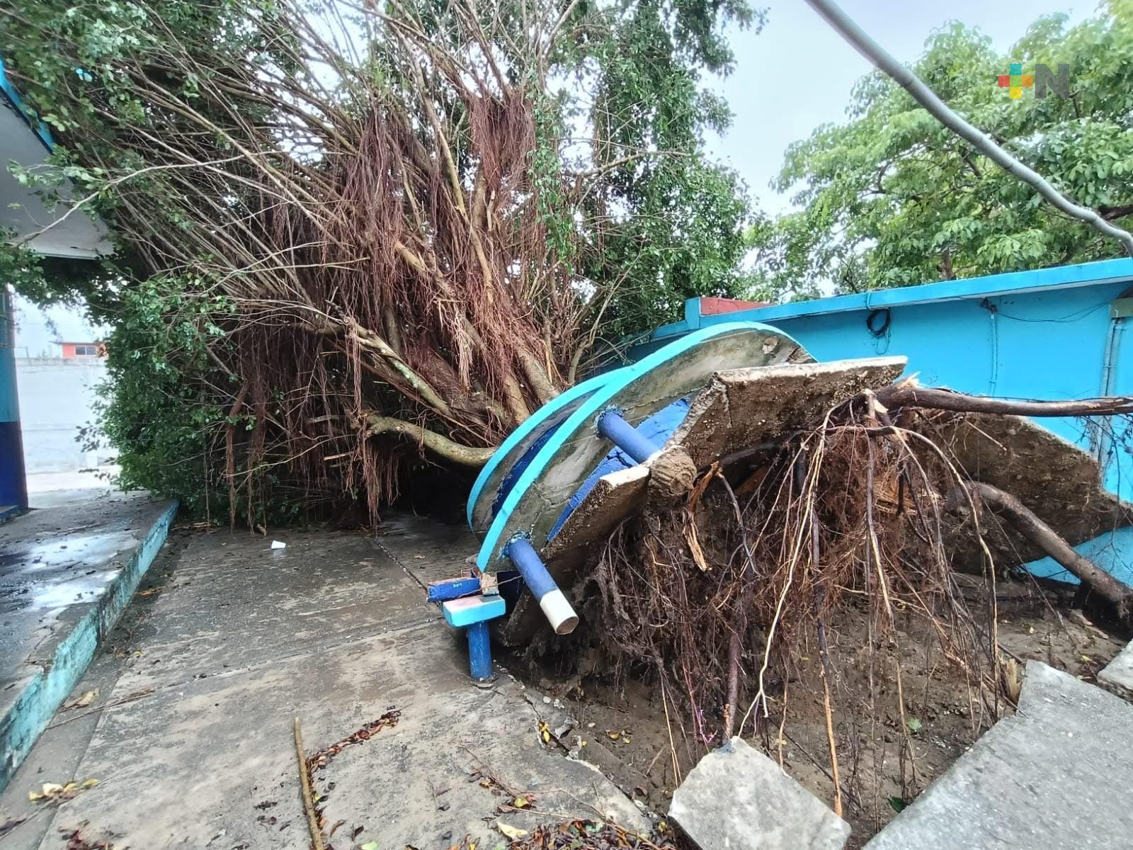 Suspenden clases en primaria de Coatzacoalcos por caída de árbol