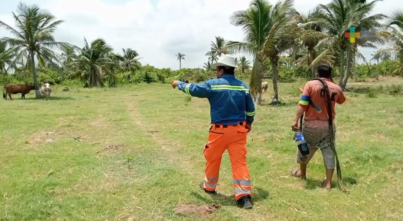 Trabajan en capturar a felino en ejido Guillermo Prieto de Coatzacoalcos