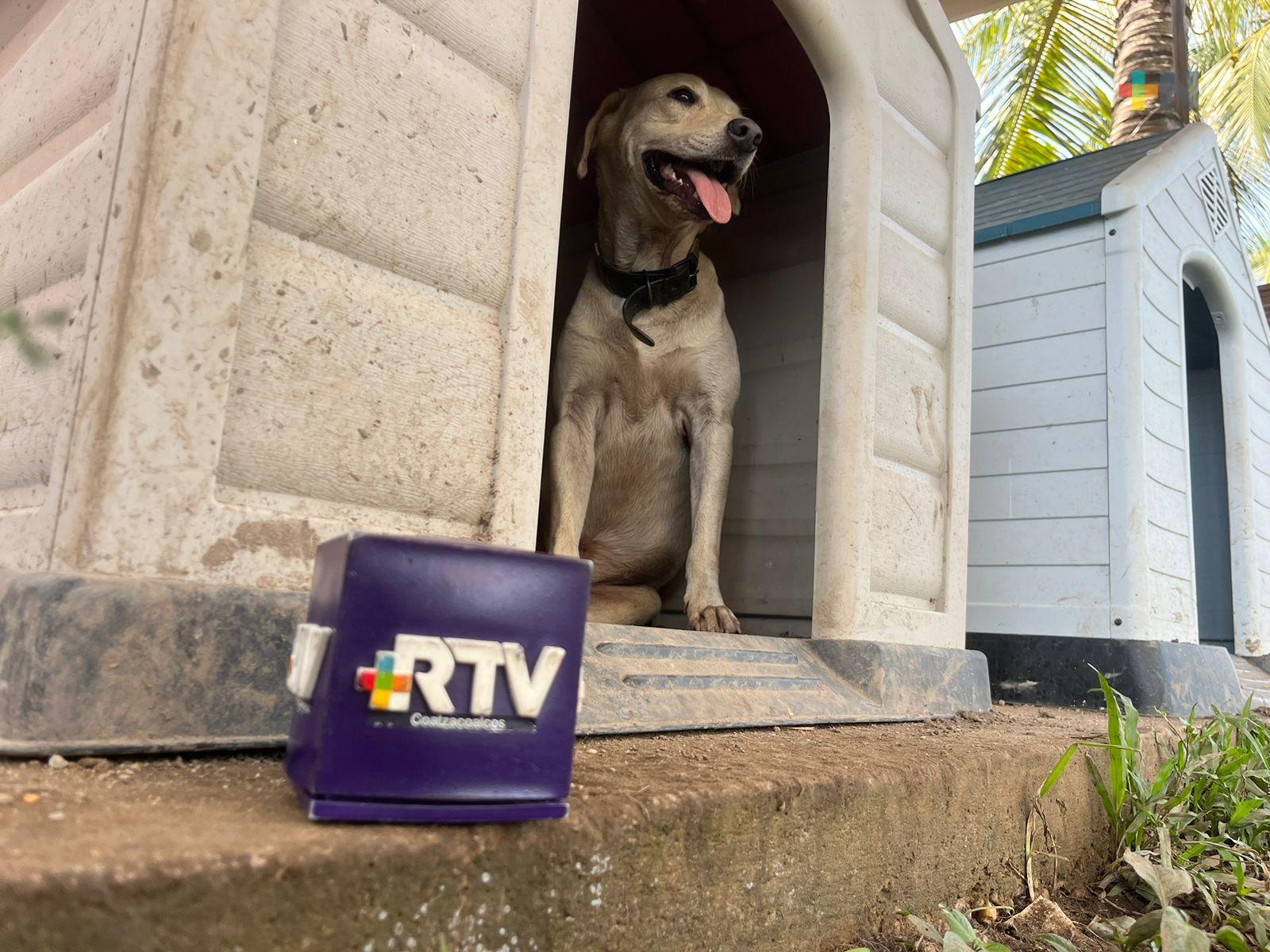 Gasolinera de Minatitlán es refugio de cuatro perritos