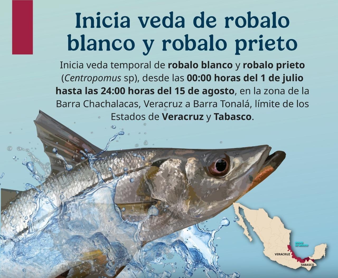 Anuncia Conapesca periodos de veda y aprovechamiento que inician en julio 2025