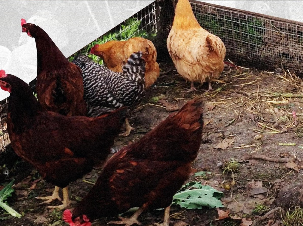 Gobierno estatal promueve proyectos de aves de traspatio en Álamo Temapache