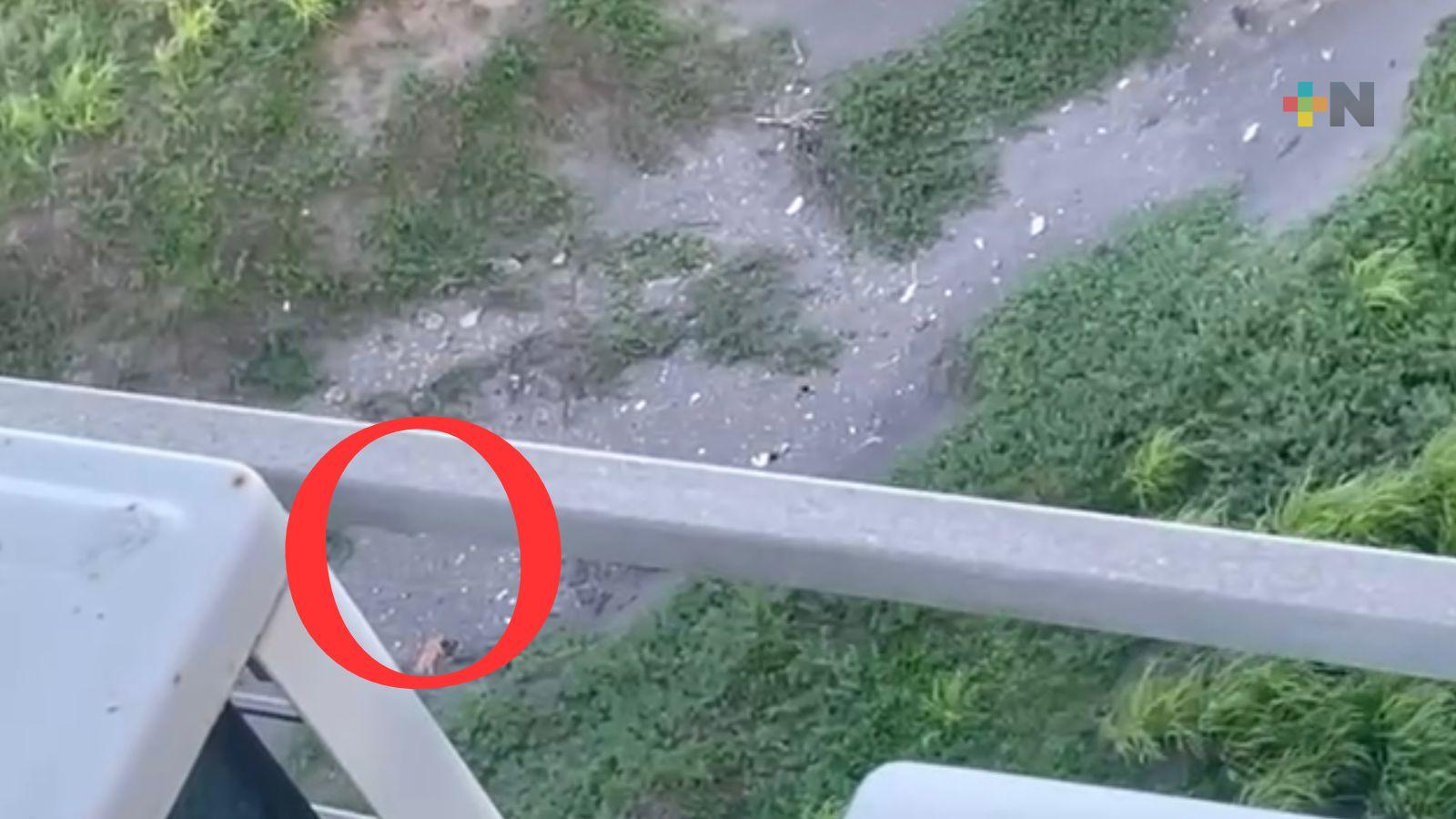Sin confirmarse presencia de un león en zona de Riviera Veracruzana