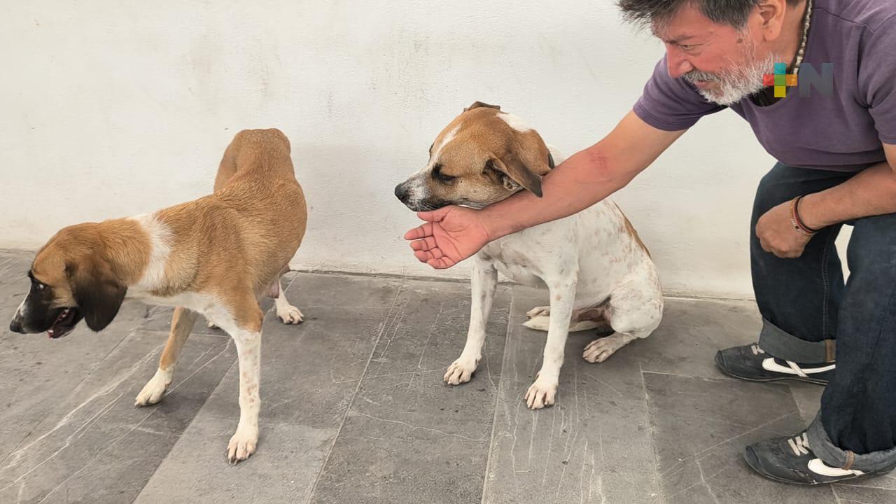 Encuentra hogar cachorros de perros adoptados en mercado de artesanías