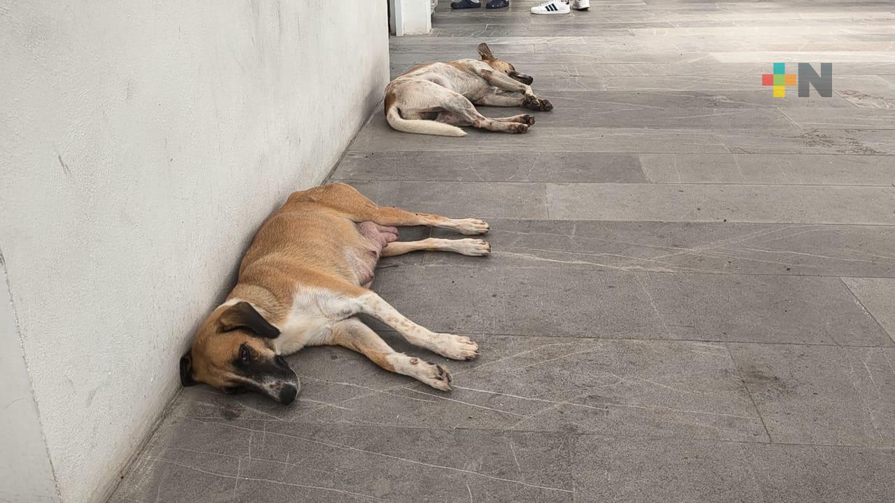 Exhortan a ayuntamientos a tener programas de bienestar animal