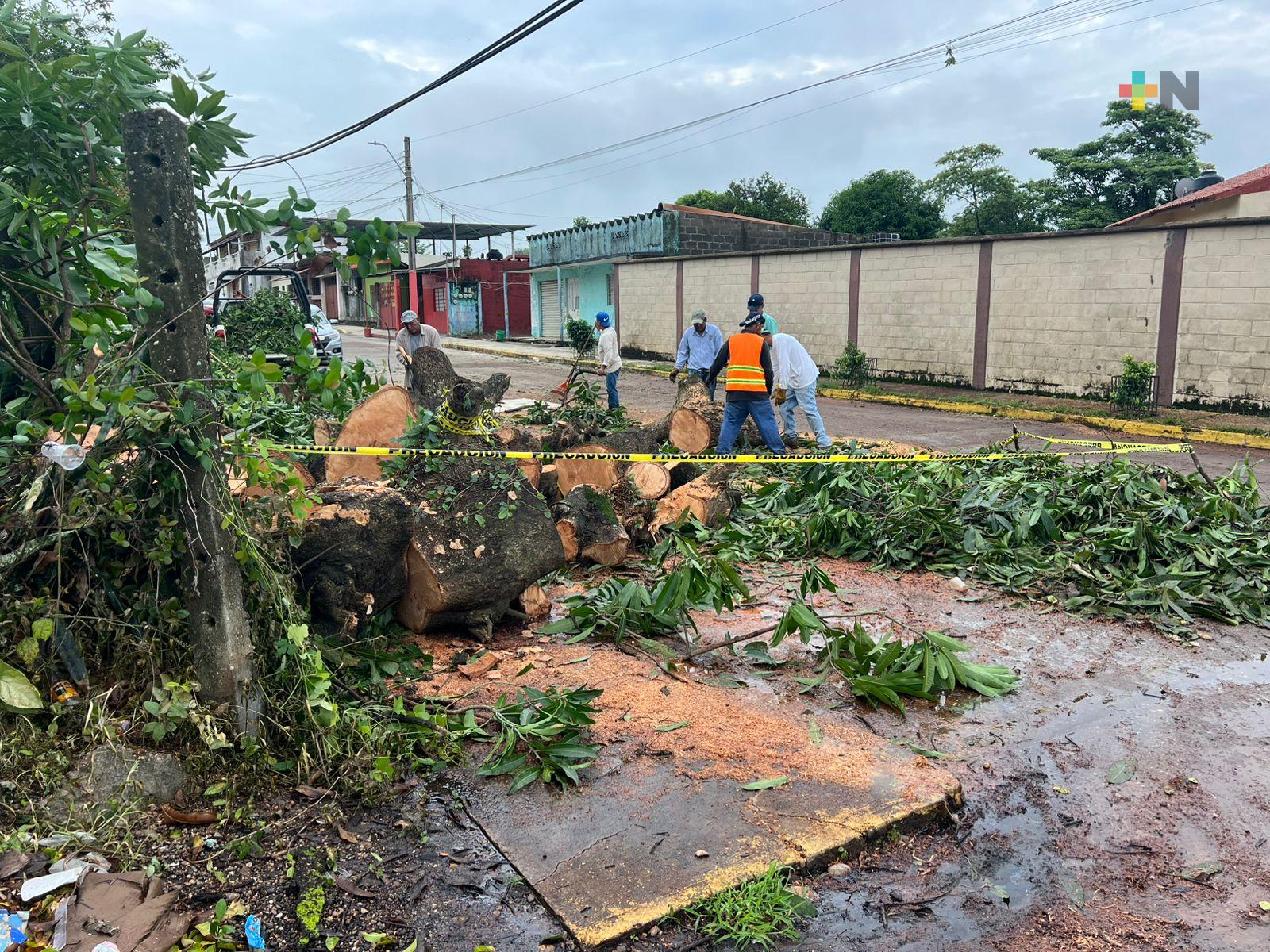 Lluvias provocan caída de árboles de mango en cuenca del Papaloapan