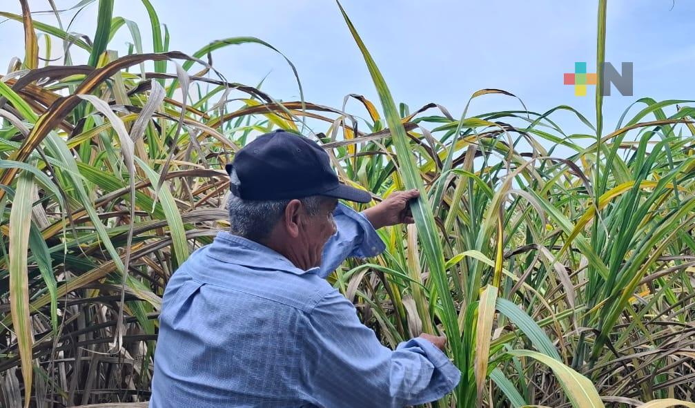 Hongo afecta caña de azúcar en municipios de Veracruz